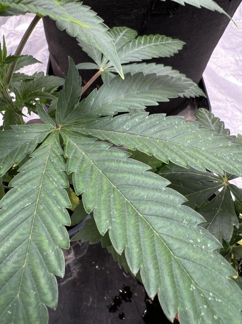 Tropicana Cookies Purple // Royal Queen. Week 6