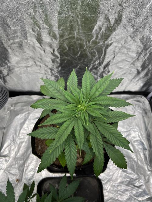 Tropicana Cookies Purple // Royal Queen. Week 6