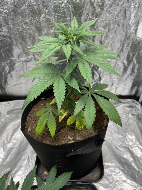 Tropicana Cookies Purple // Royal Queen. Week 6