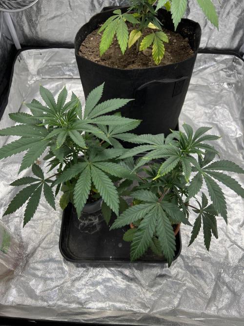 Tropicana Cookies Purple // Royal Queen. Week 6