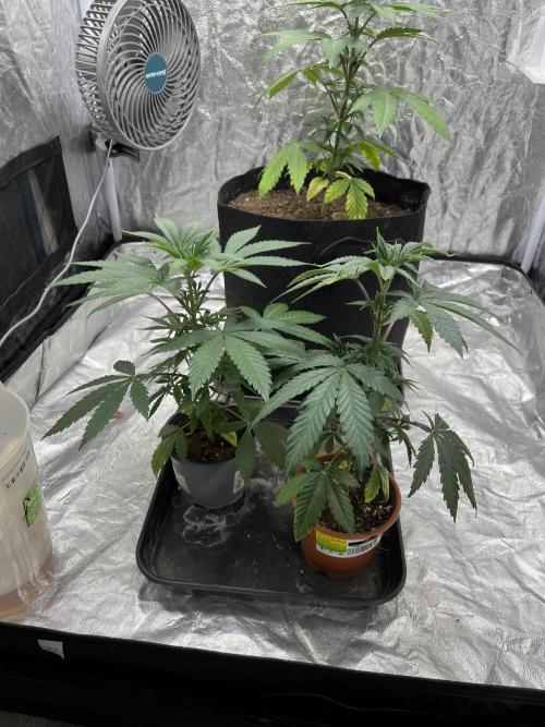 Tropicana Cookies Purple // Royal Queen. Week 6