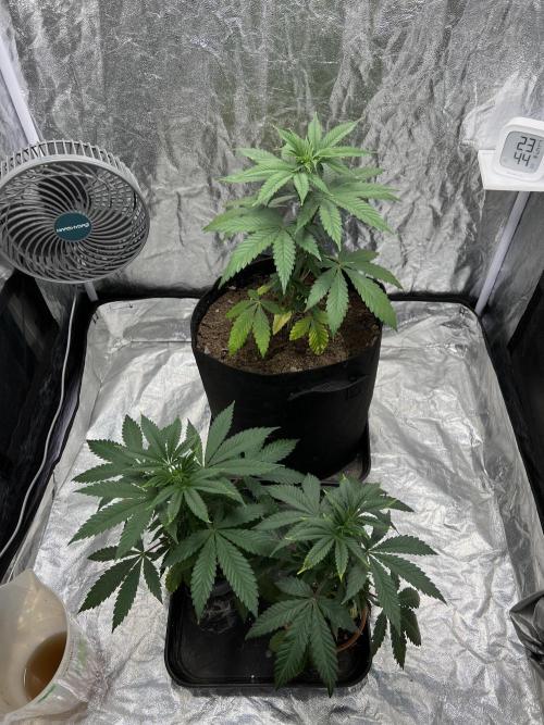 Tropicana Cookies Purple // Royal Queen. Week 6