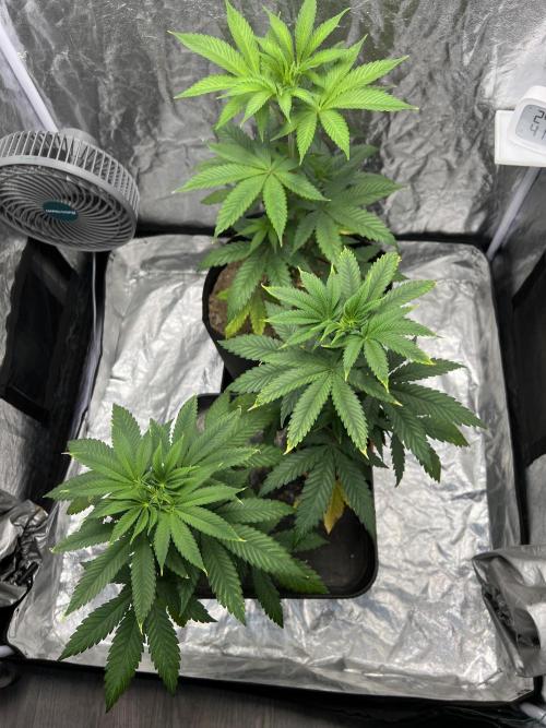 Tropicana Cookies Purple // Royal Queen. Week 7