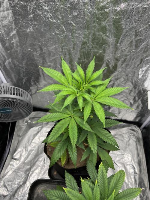 Tropicana Cookies Purple // Royal Queen. Week 7