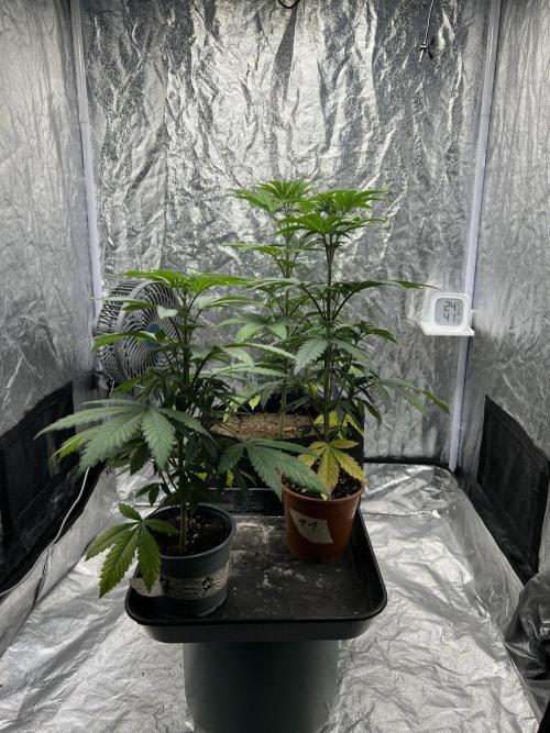 Tropicana Cookies Purple // Royal Queen. Week 7