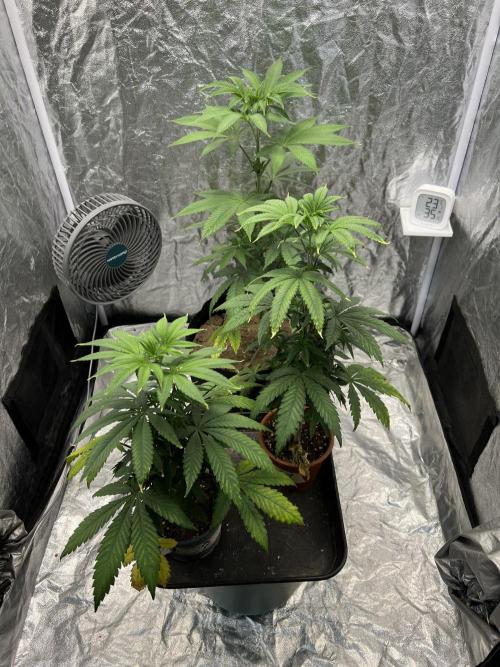 Tropicana Cookies Purple // Royal Queen. Week 7