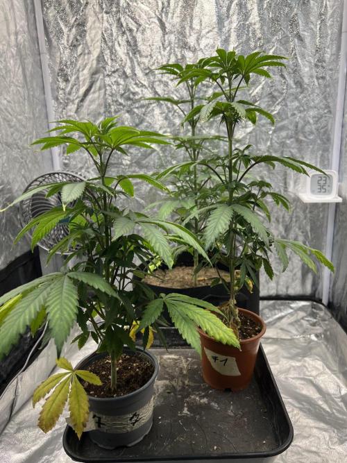 Tropicana Cookies Purple // Royal Queen. Week 7