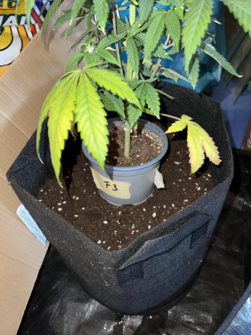 Tropicana Cookies Purple // Royal Queen. Week 7 - 0,5l-22l