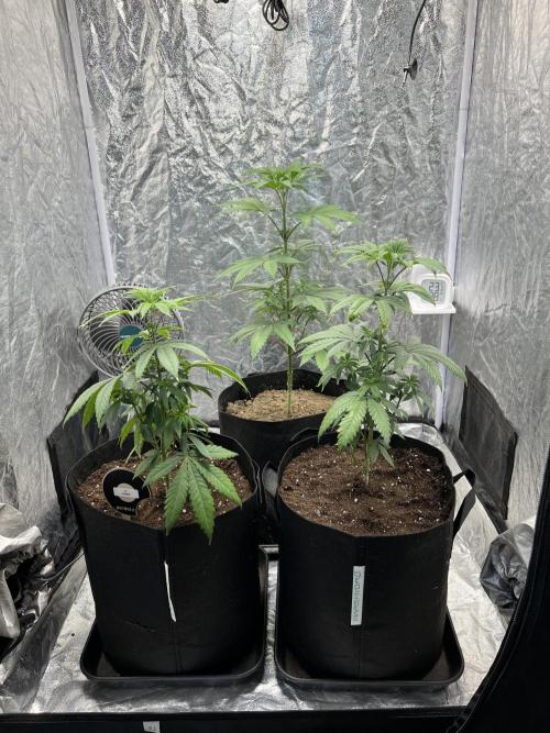 Tropicana Cookies Purple // Royal Queen. Week 7