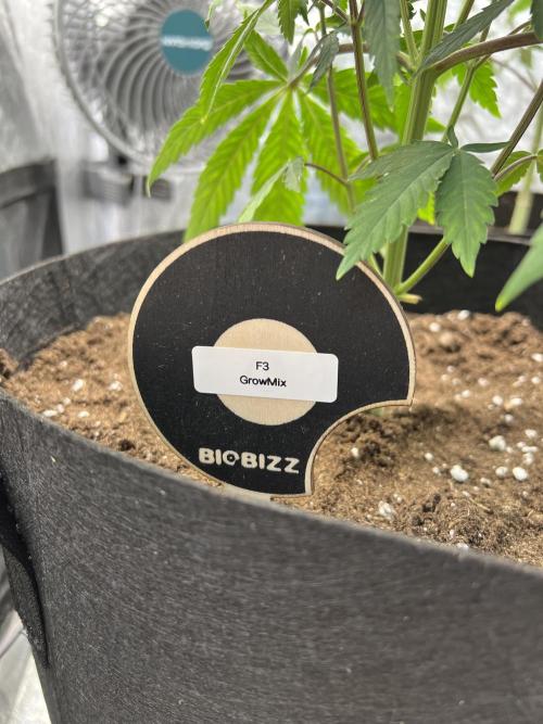 Tropicana Cookies Purple // Royal Queen. Week 8