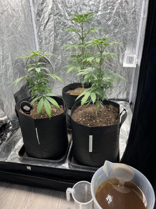 Tropicana Cookies Purple // Royal Queen. Week 8