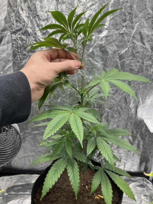 Tropicana Cookies Purple // Royal Queen. Week 8