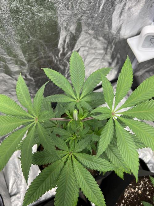 Tropicana Cookies Purple // Royal Queen. Week 8