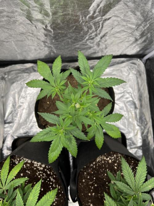 Tropicana Cookies Purple // Royal Queen. Week 8