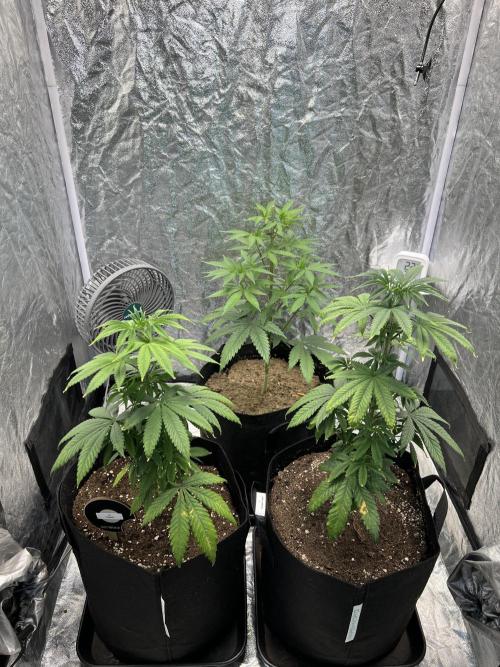 Tropicana Cookies Purple // Royal Queen. Week 8