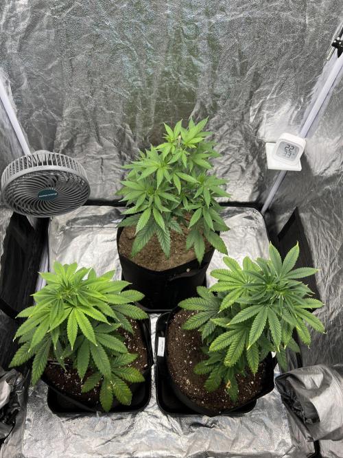 Tropicana Cookies Purple // Royal Queen. Week 8