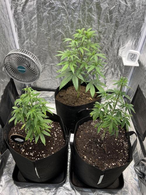 Tropicana Cookies Purple // Royal Queen. Week 8