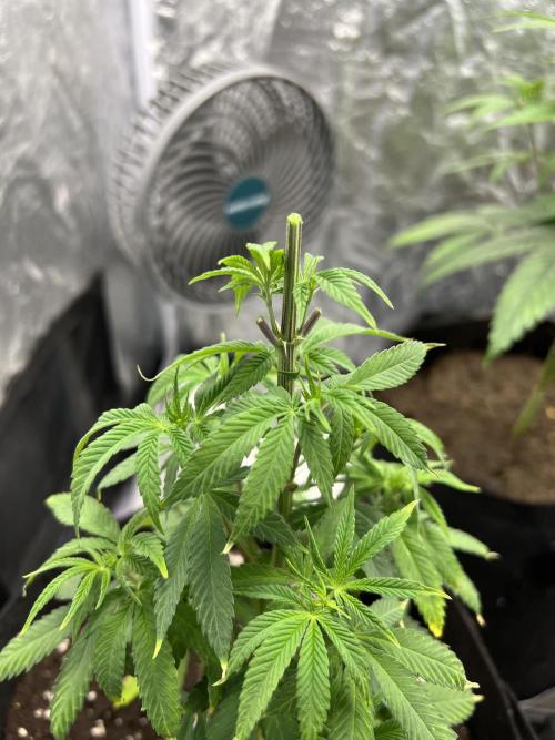 Tropicana Cookies Purple // Royal Queen. Week 8