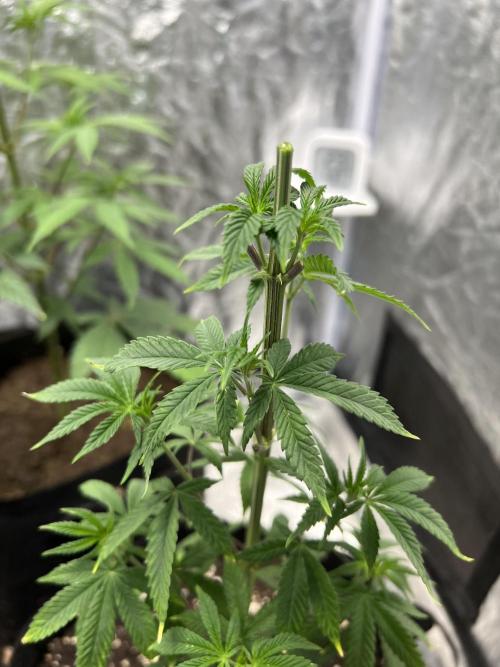 Tropicana Cookies Purple // Royal Queen. Week 8