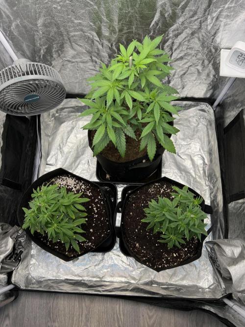 Tropicana Cookies Purple // Royal Queen. Week 8