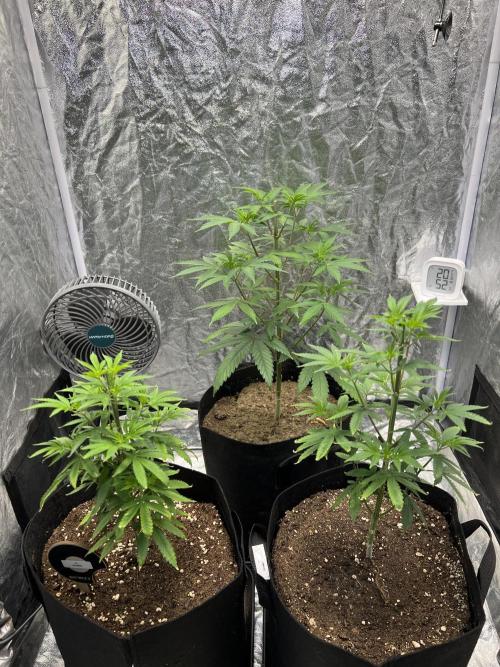 Tropicana Cookies Purple // Royal Queen. Week 8