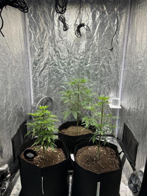 Tropicana Cookies Purple // Royal Queen. Week 8