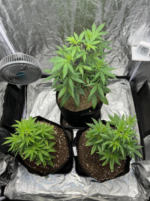Tropicana Cookies Purple // Royal Queen. Week 8