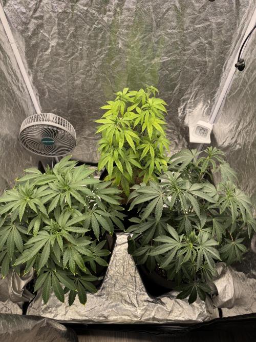 Tropicana Cookies Purple // Royal Queen. Week 10