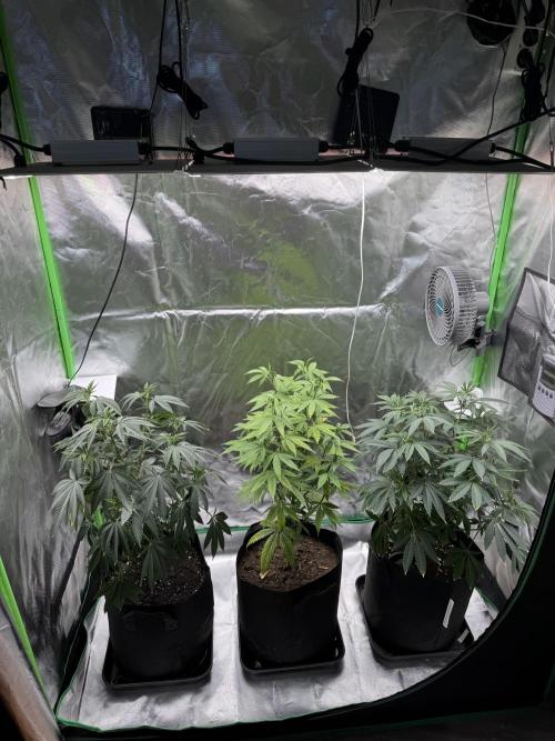 Tropicana Cookies Purple // Royal Queen. Week 10