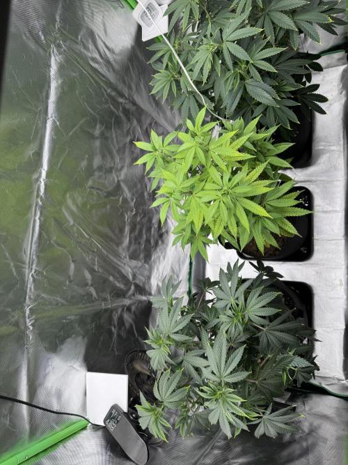 Tropicana Cookies Purple // Royal Queen. Week 10