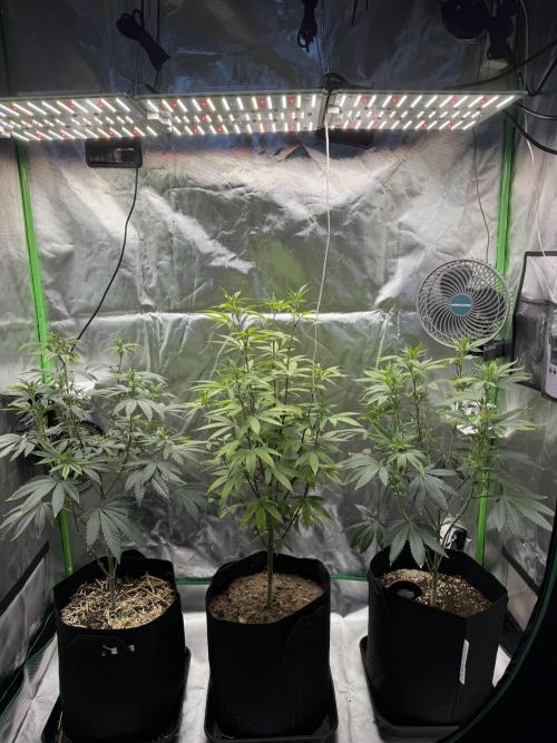 Tropicana Cookies Purple // Royal Queen. Week 10