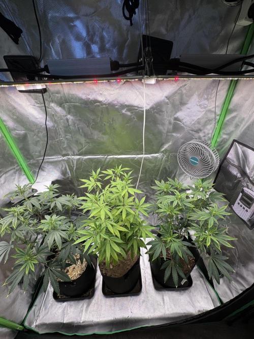 Tropicana Cookies Purple // Royal Queen. Week 10