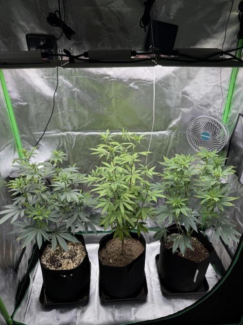 Tropicana Cookies Purple // Royal Queen. Week 11