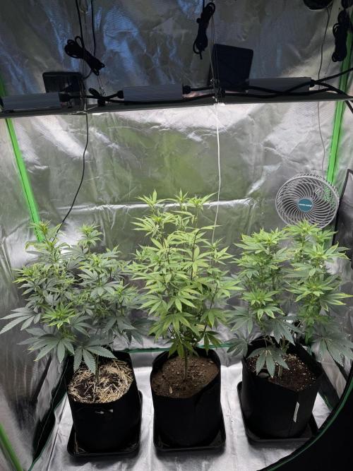 Tropicana Cookies Purple // Royal Queen. Week 11