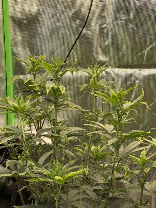 Tropicana Cookies Purple // Royal Queen. Week 11