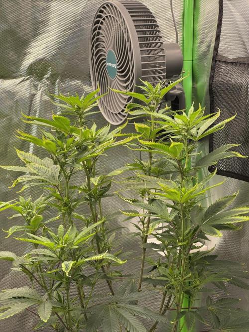 Tropicana Cookies Purple // Royal Queen. Week 11