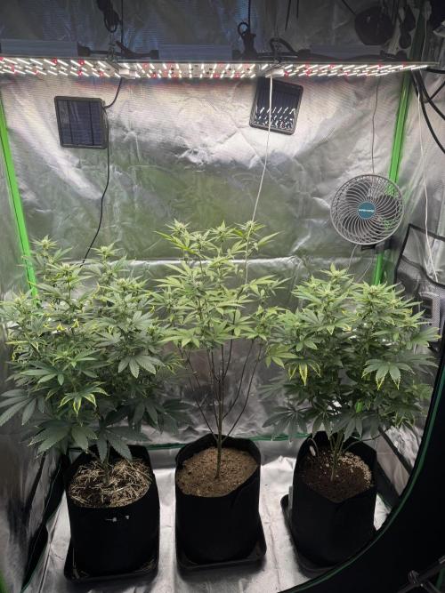 Tropicana Cookies Purple // Royal Queen. Week 12