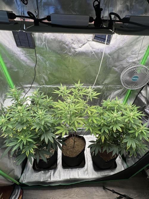 Tropicana Cookies Purple // Royal Queen. Week 12
