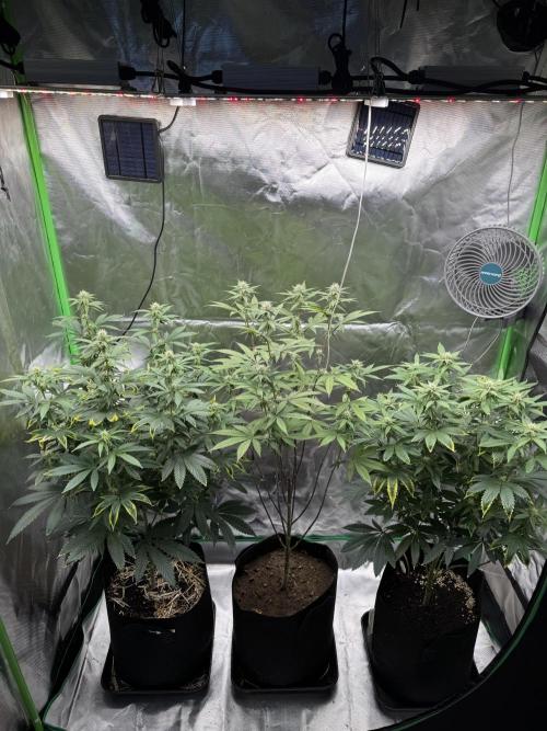 Tropicana Cookies Purple // Royal Queen. Week 12