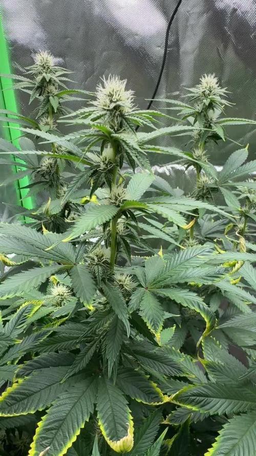 Tropicana Cookies Purple // Royal Queen