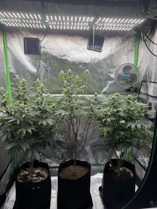 Tropicana Cookies Purple // Royal Queen. Week 12