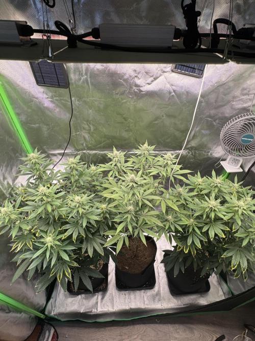 Tropicana Cookies Purple // Royal Queen. Week 12