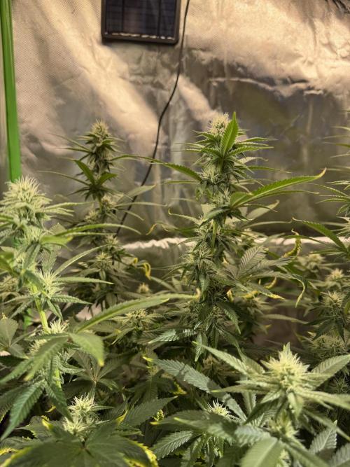 Tropicana Cookies Purple // Royal Queen. Week 12