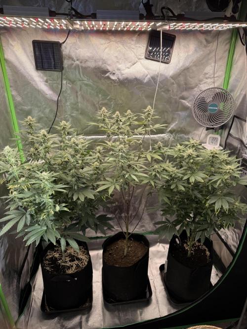 Tropicana Cookies Purple // Royal Queen. Week 12