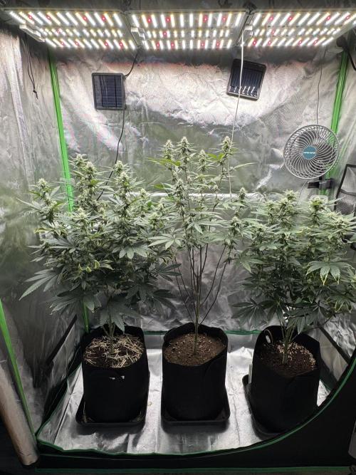 Tropicana Cookies Purple // Royal Queen. Week 13