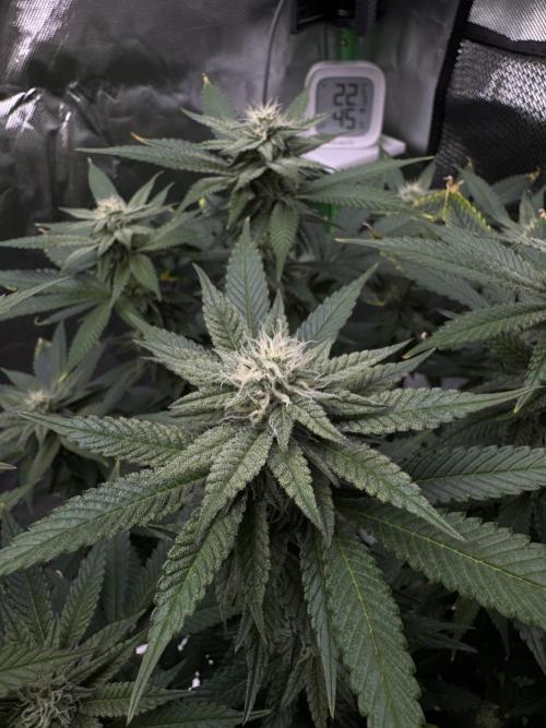 Tropicana Cookies Purple // Royal Queen. Week 13