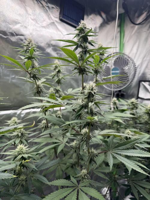 Tropicana Cookies Purple // Royal Queen. Week 13