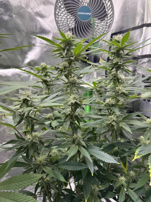 Tropicana Cookies Purple // Royal Queen. Week 13