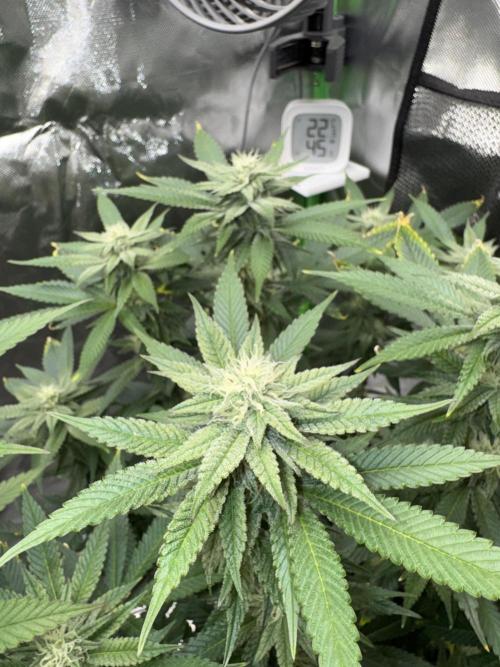 Tropicana Cookies Purple // Royal Queen. Week 13