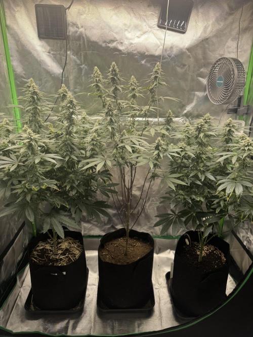 Tropicana Cookies Purple // Royal Queen. Week 13